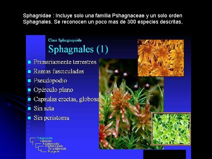 Sphagnidae : Incluye solo una familia Pshagnaceae y un solo orden Sphagnales. Se reconocen