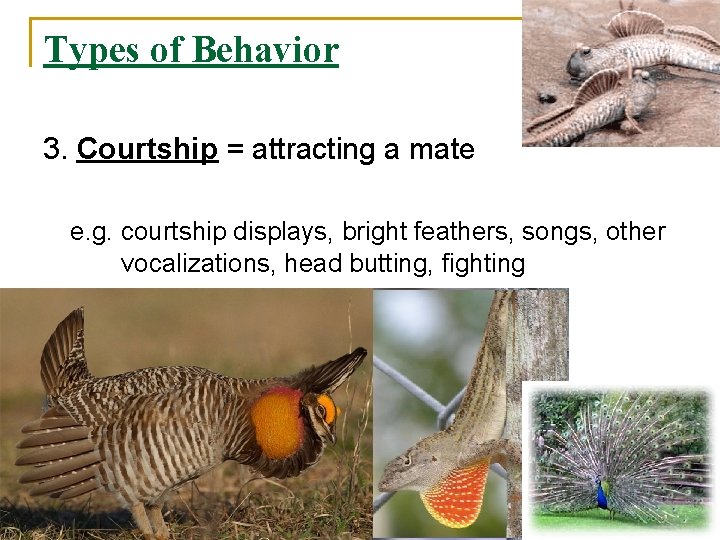 Types of Behavior 3. Courtship = attracting a mate e. g. courtship displays, bright
