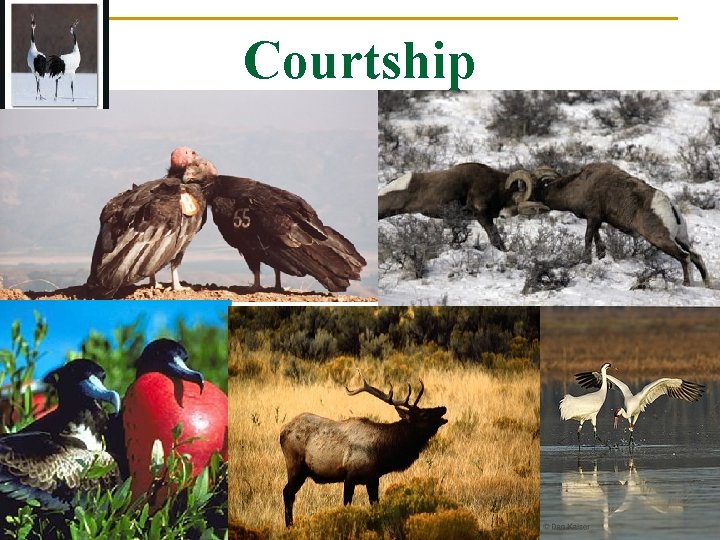 Courtship 