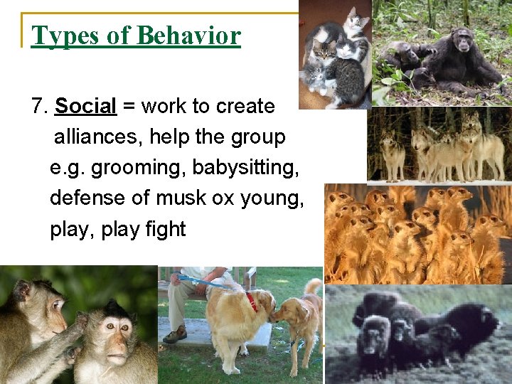 Types of Behavior 7. Social = work to create alliances, help the group e.