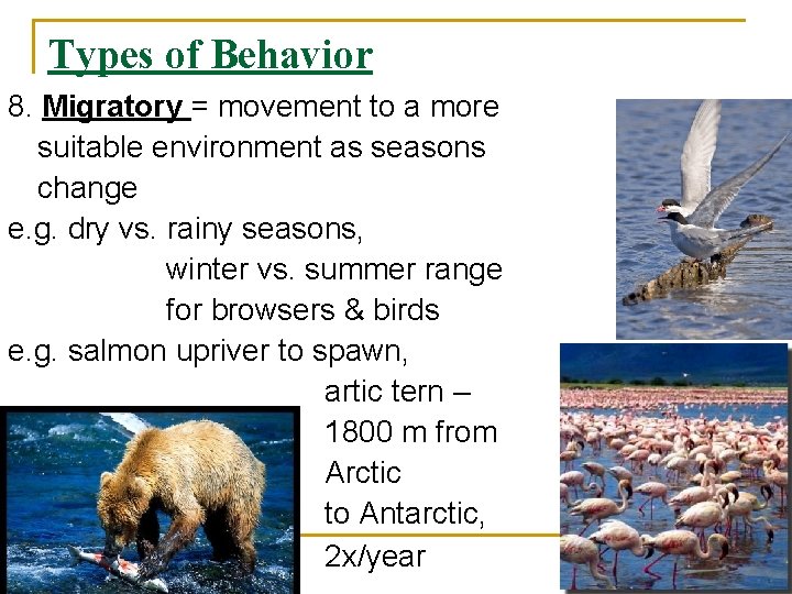 Types of Behavior 8. Migratory = movement to a more suitable environment as seasons