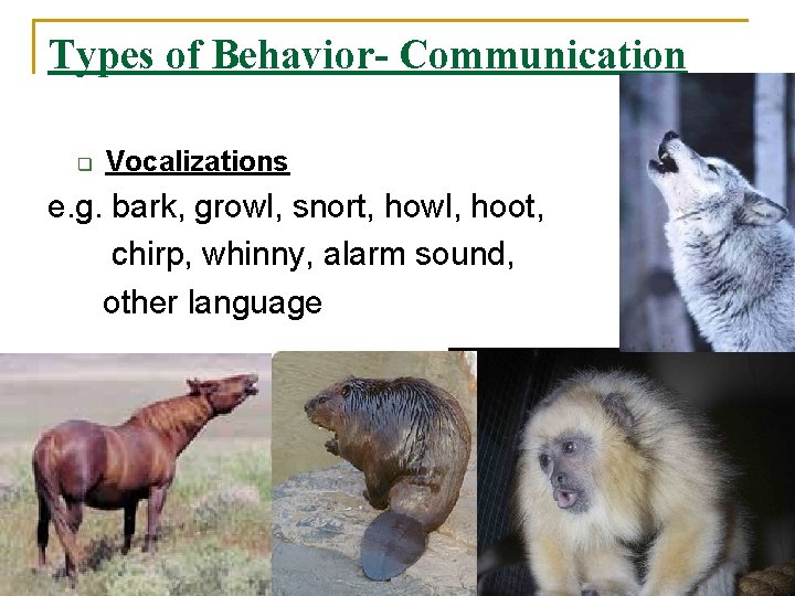 Types of Behavior- Communication q Vocalizations e. g. bark, growl, snort, howl, hoot, chirp,
