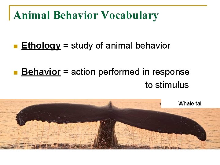 Animal Behavior Vocabulary n Ethology = study of animal behavior n Behavior = action