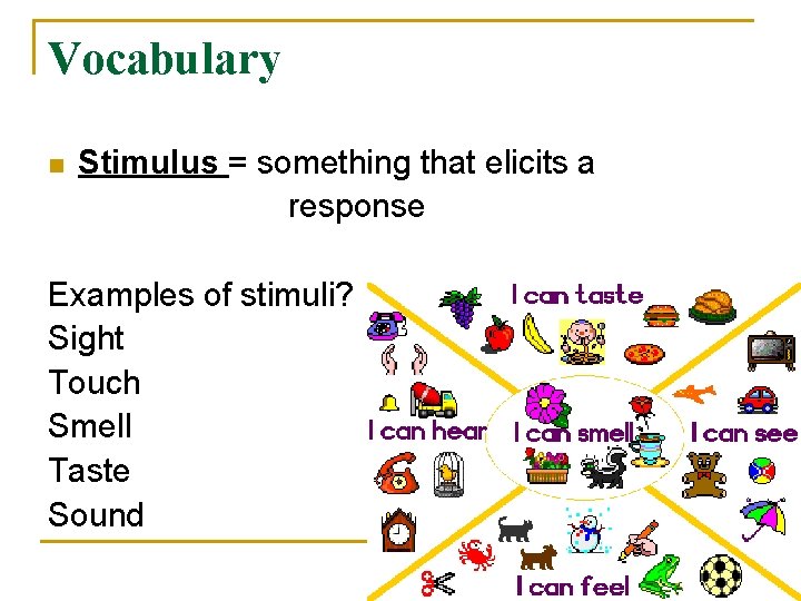 Vocabulary n Stimulus = something that elicits a response Examples of stimuli? Sight Touch