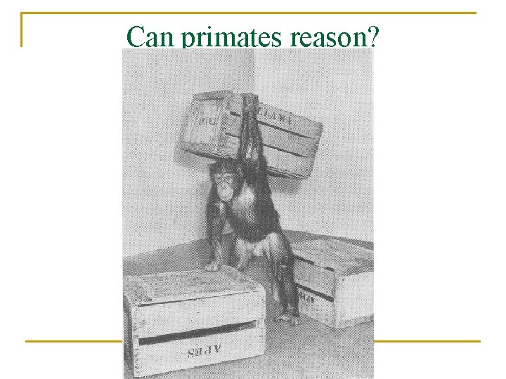 Can primates reason? 