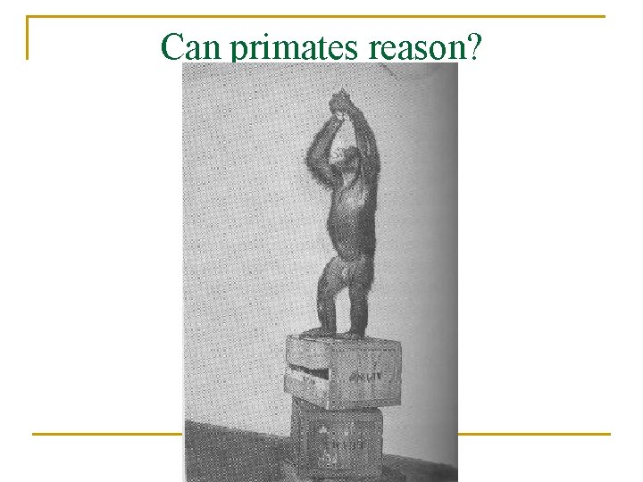 Can primates reason? 