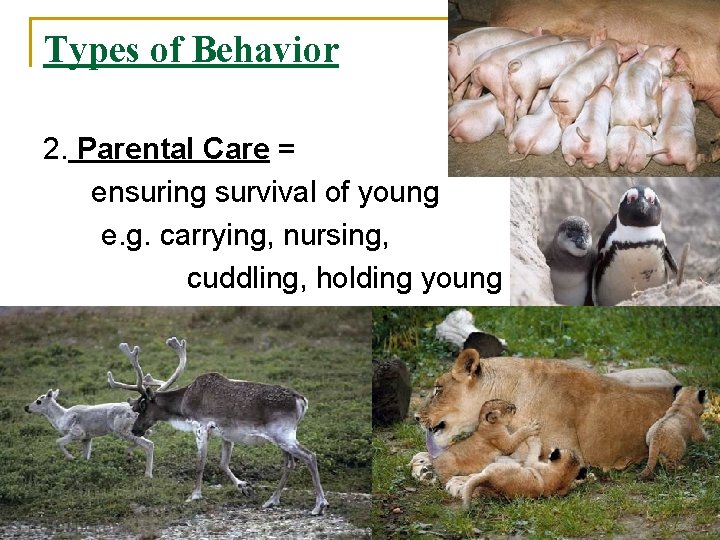 Types of Behavior 2. Parental Care = ensuring survival of young e. g. carrying,