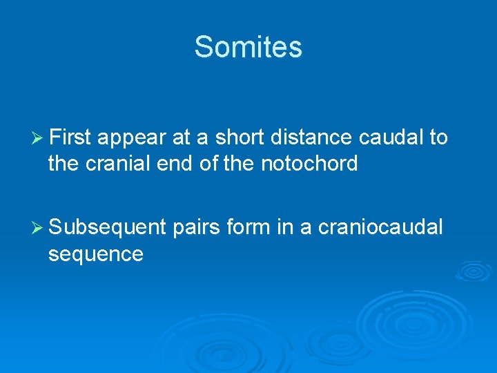 Somites Ø First appear at a short distance caudal to the cranial end of