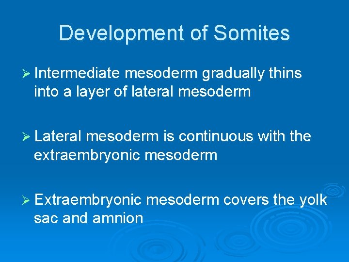 Development of Somites Ø Intermediate mesoderm gradually thins into a layer of lateral mesoderm