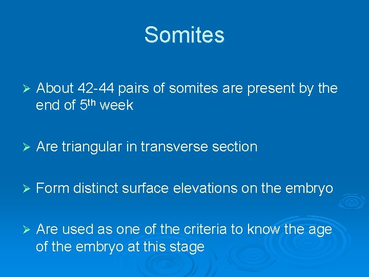 Somites Ø About 42 -44 pairs of somites are present by the end of