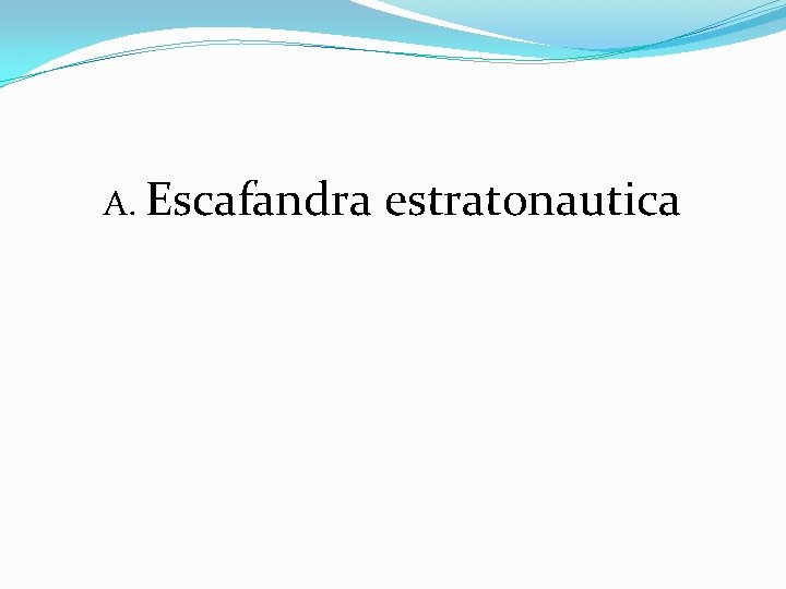 A. Escafandra estratonautica 