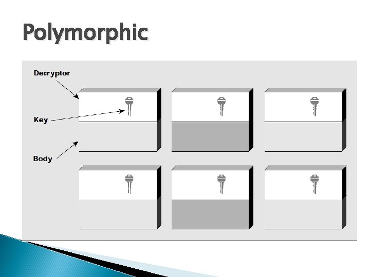 Polymorphic Polymorphic
