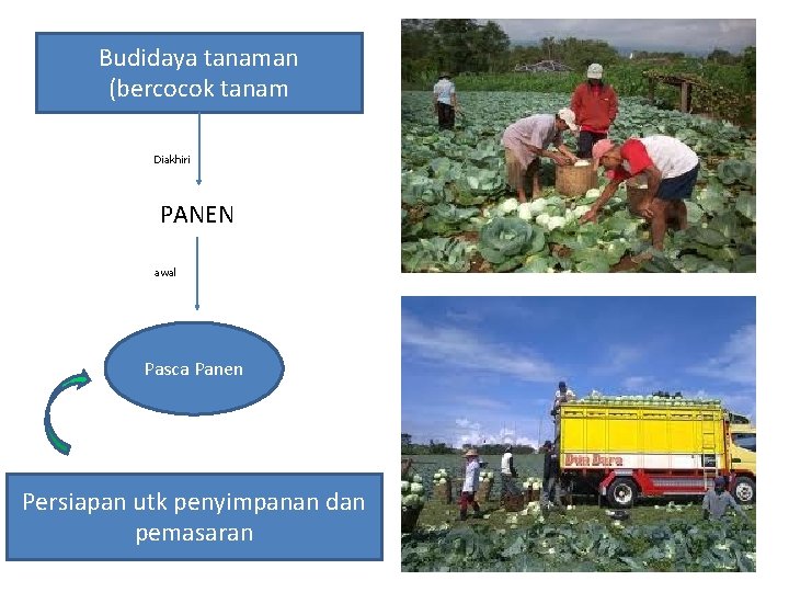 Budidaya tanaman (bercocok tanam Diakhiri PANEN awal Pasca Panen Persiapan utk penyimpanan dan pemasaran