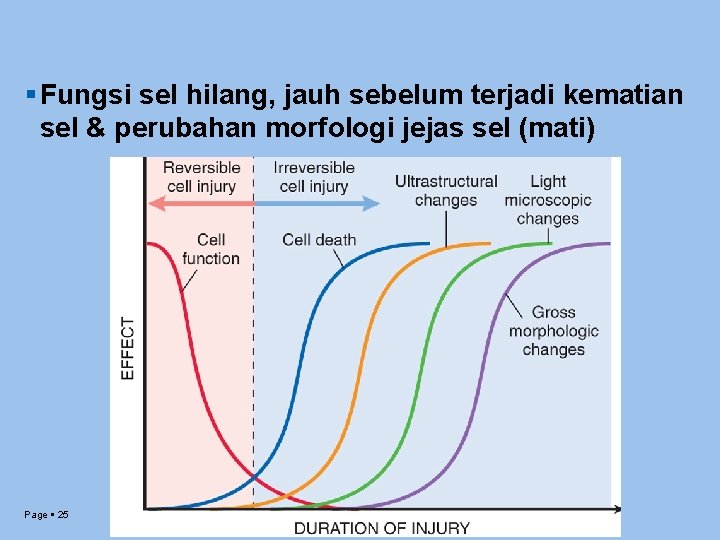  Fungsi sel hilang, jauh sebelum terjadi kematian sel & perubahan morfologi jejas sel