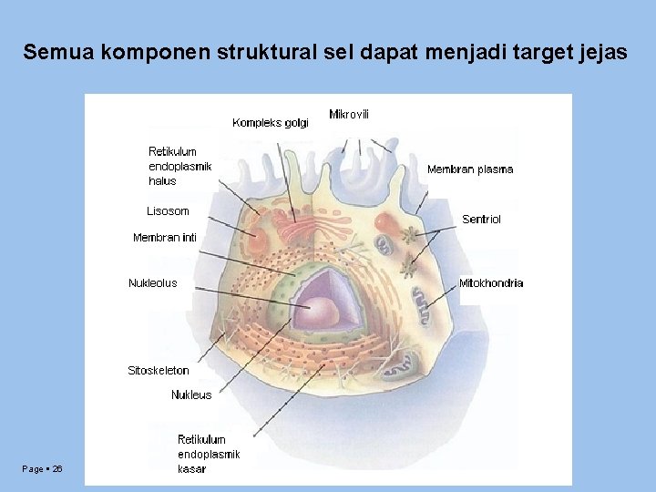 Semua komponen struktural sel dapat menjadi target jejas Page 26 
