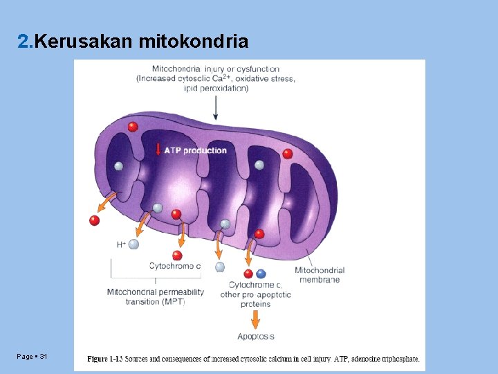 2. Kerusakan mitokondria Page 31 
