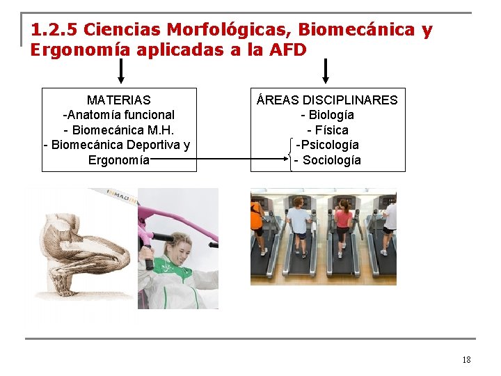 1. 2. 5 Ciencias Morfológicas, Biomecánica y Ergonomía aplicadas a la AFD MATERIAS -Anatomía