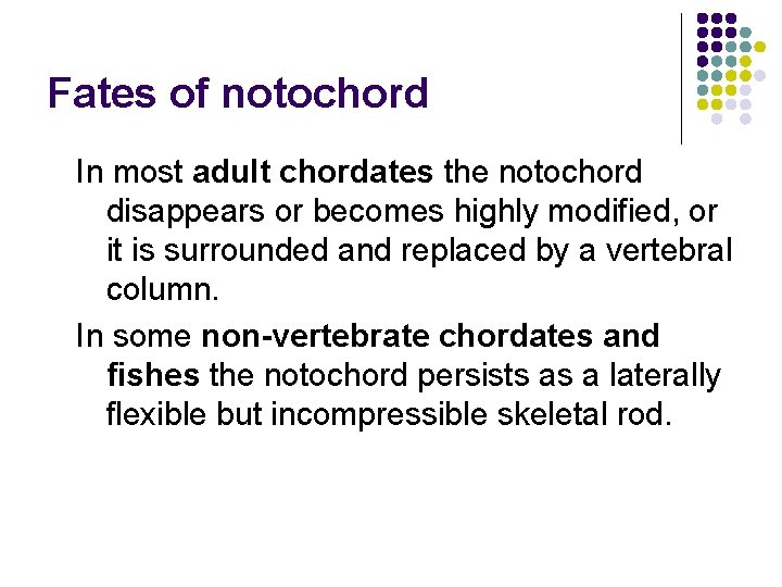 Fates of notochord In most adult chordates the notochord disappears or becomes highly modified,