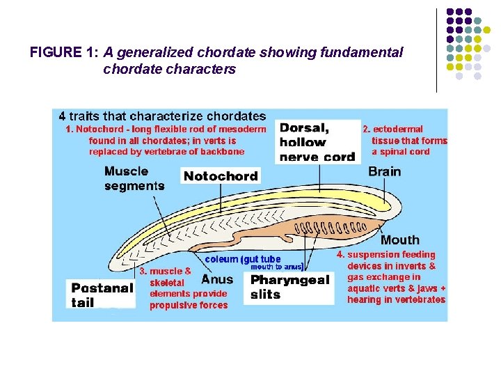 FIGURE 1: A generalized chordate showing fundamental chordate characters 