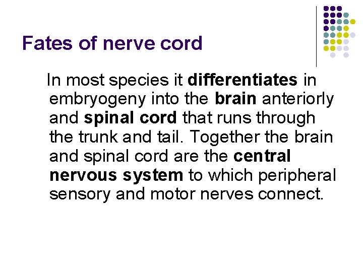 Fates of nerve cord In most species it differentiates in embryogeny into the brain