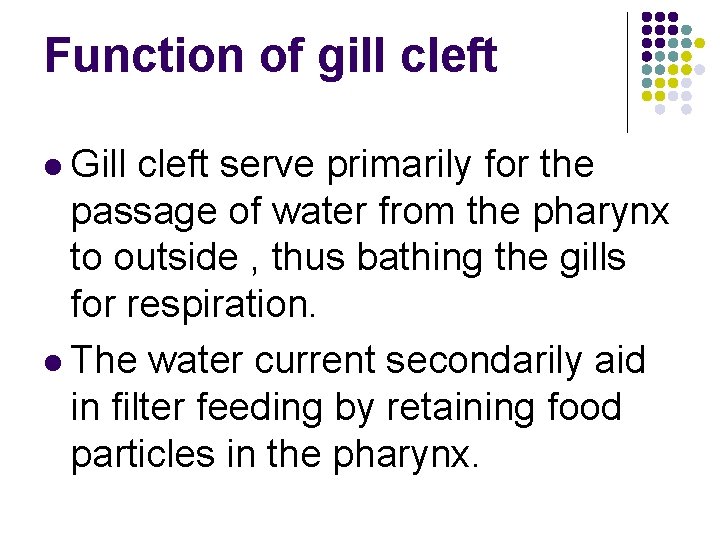 Function of gill cleft l Gill cleft serve primarily for the passage of water