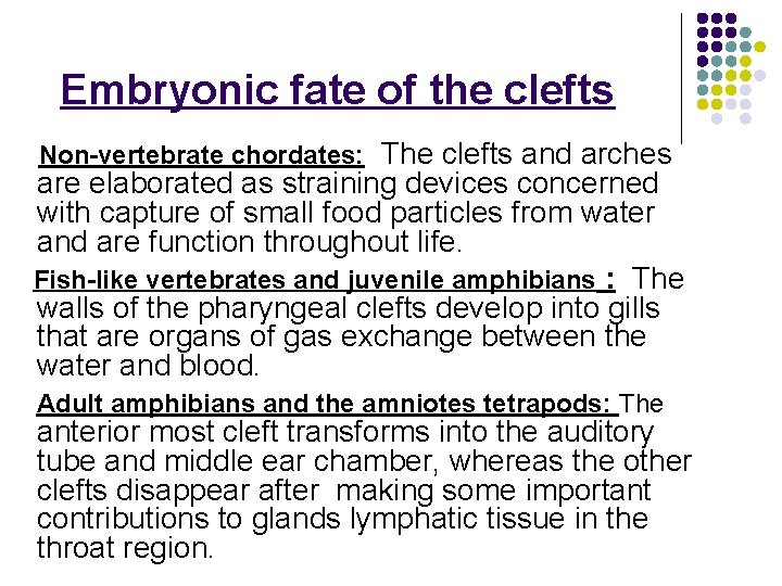 Embryonic fate of the clefts Non-vertebrate chordates: The clefts and arches are elaborated as
