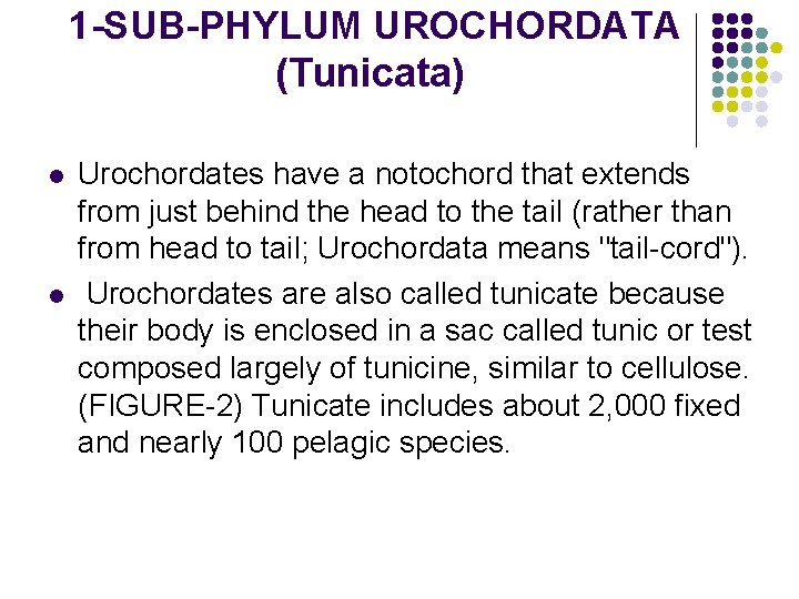 1 -SUB-PHYLUM UROCHORDATA (Tunicata) l l Urochordates have a notochord that extends from just