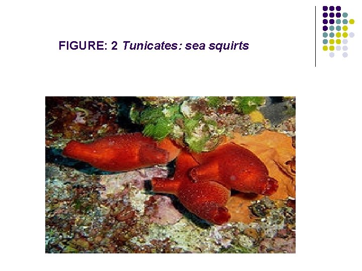 FIGURE: 2 Tunicates: sea squirts 