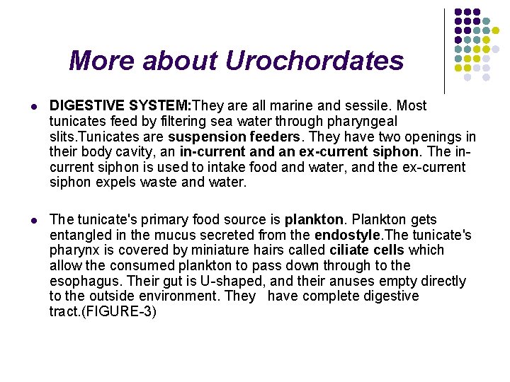 More about Urochordates l DIGESTIVE SYSTEM: They are all marine and sessile. Most tunicates