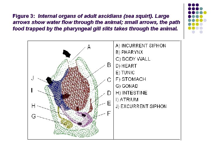 Figure 3: Internal organs of adult ascidians (sea squirt). Large arrows show water flow