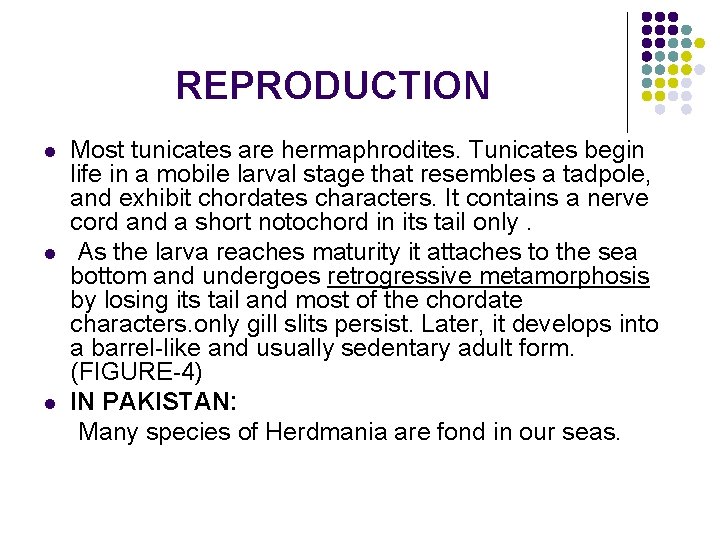 REPRODUCTION l l l Most tunicates are hermaphrodites. Tunicates begin life in a mobile