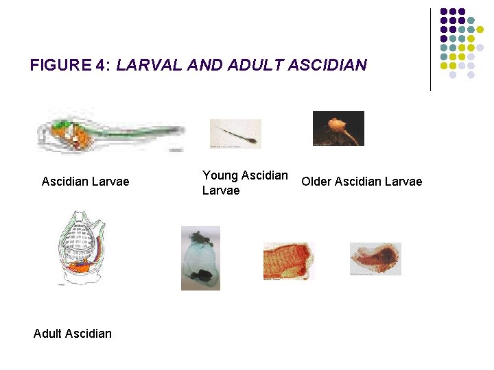 FIGURE 4: LARVAL AND ADULT ASCIDIAN Ascidian Larvae Adult Ascidian Young Ascidian Larvae Older