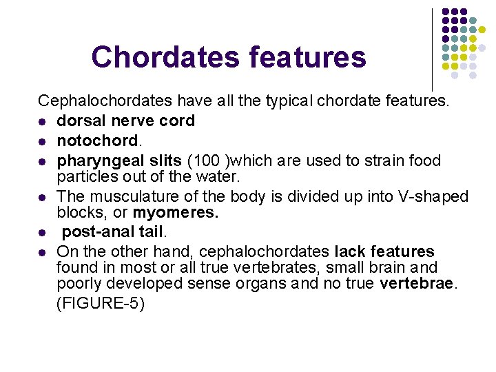 Chordates features Cephalochordates have all the typical chordate features. l dorsal nerve cord l