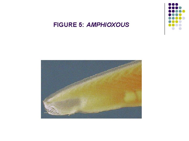 FIGURE 5: AMPHIOXOUS 