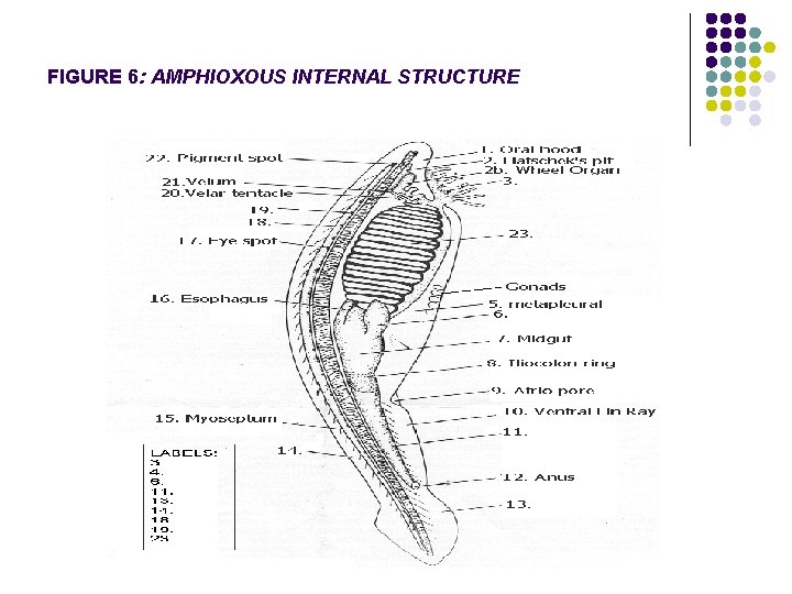 FIGURE 6: AMPHIOXOUS INTERNAL STRUCTURE 