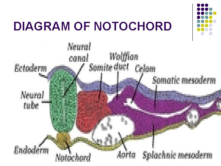 DIAGRAM OF NOTOCHORD 