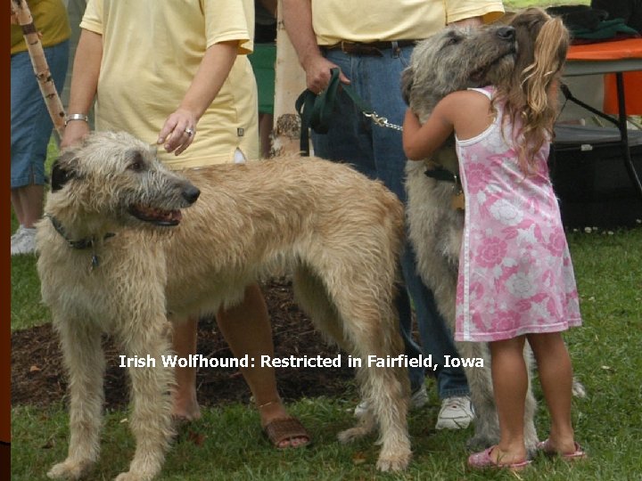 Irish Wolfhound: Restricted in Fairfield, Iowa. 