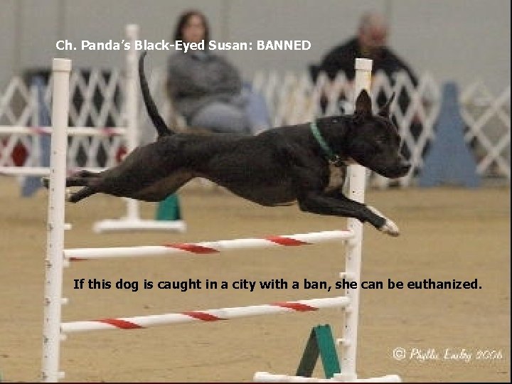 Ch. Panda’s Black-Eyed Susan: BANNED If this dog is caught in a city with