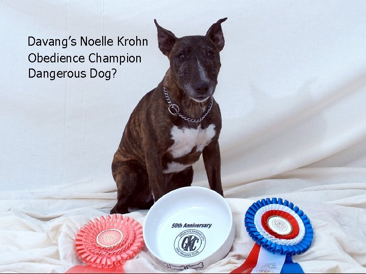 Davang’s Noelle Krohn Obedience Champion Dangerous Dog? 