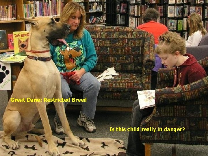 Great Dane: Restricted Breed Is this child really in danger? 