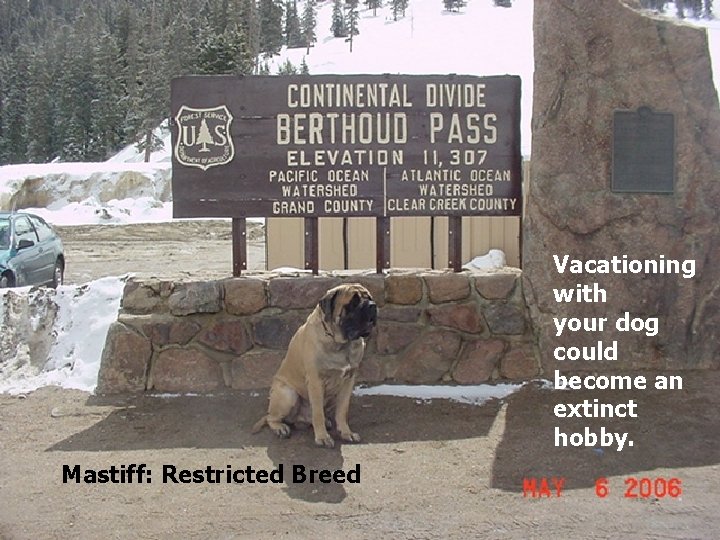 Vacationing with your dog could become an extinct hobby. Mastiff: Restricted Breed 