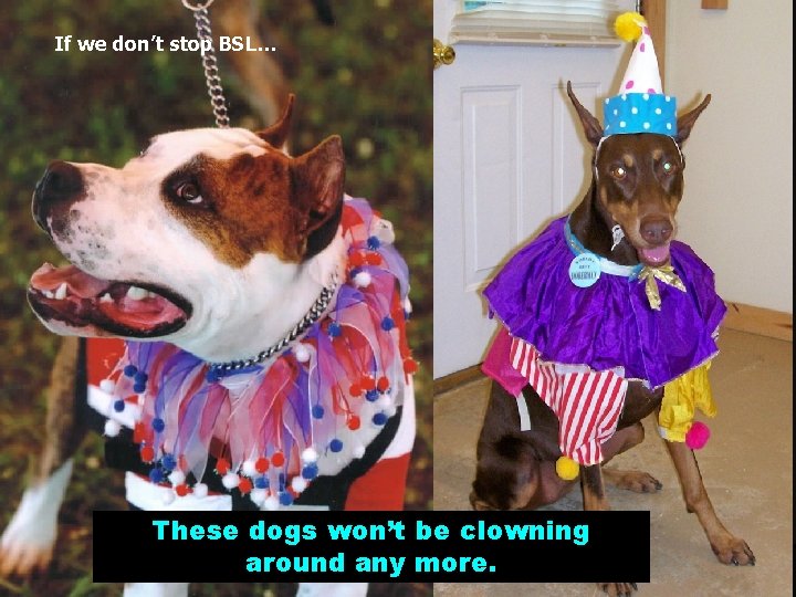 If we don’t stop BSL… These dogs won’t be clowning around any more. 