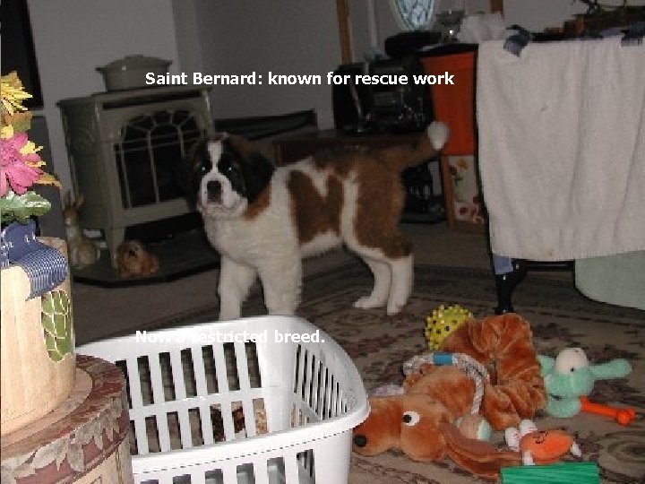 Saint Bernard: known for rescue work Now a restricted breed. 