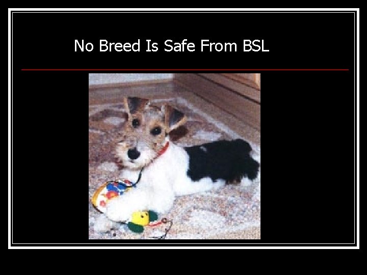 No Breed Is Safe From BSL 