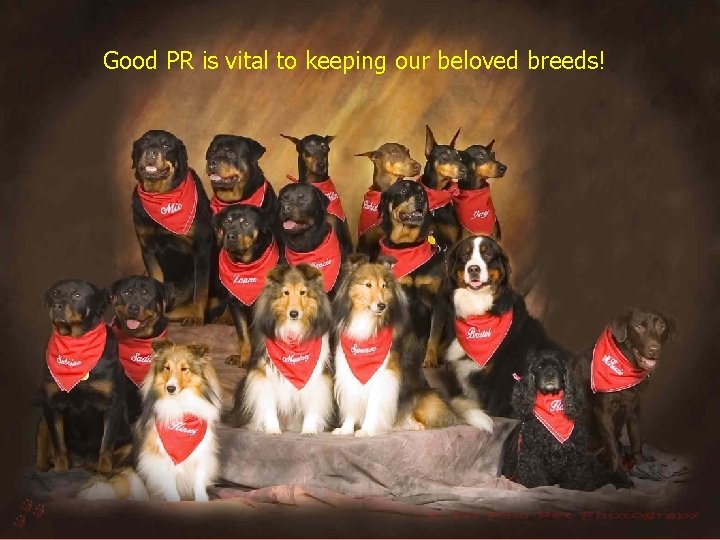 Good PR is vital to keeping our beloved breeds! 