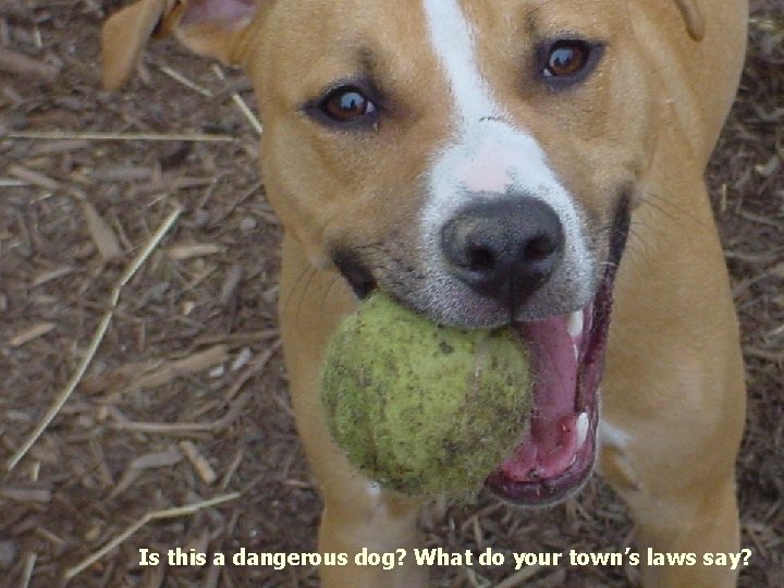 Is this a dangerous dog? What do your town’s laws say? 