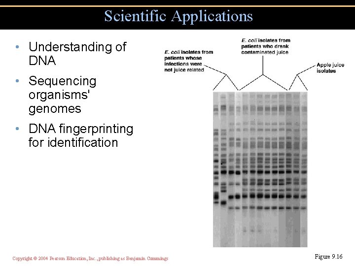 Scientific Applications • Understanding of DNA • Sequencing organisms' genomes • DNA fingerprinting for