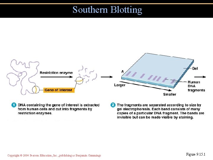 Southern Blotting Copyright © 2004 Pearson Education, Inc. , publishing as Benjamin Cummings Figure