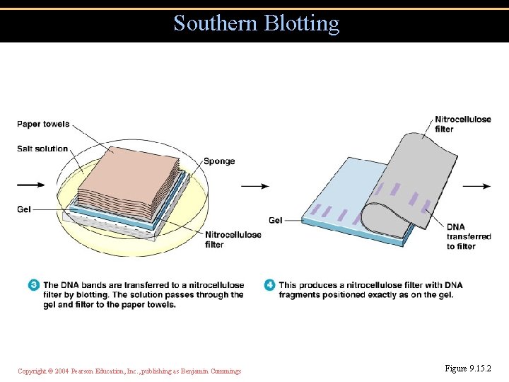 Southern Blotting Copyright © 2004 Pearson Education, Inc. , publishing as Benjamin Cummings Figure