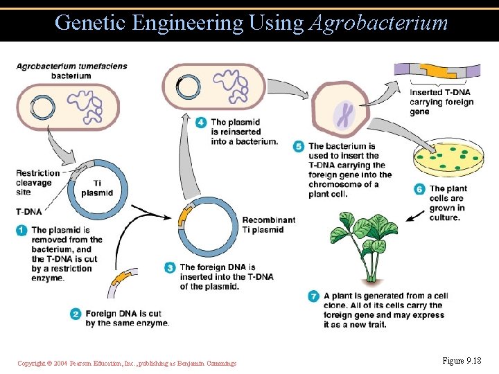 Genetic Engineering Using Agrobacterium Copyright © 2004 Pearson Education, Inc. , publishing as Benjamin